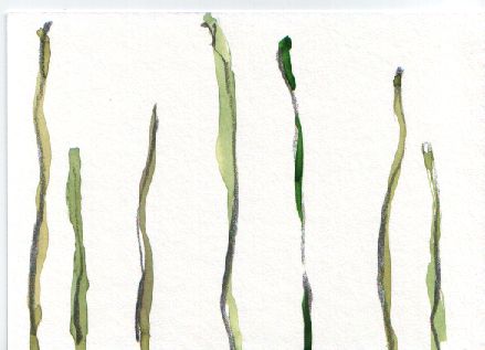 gras