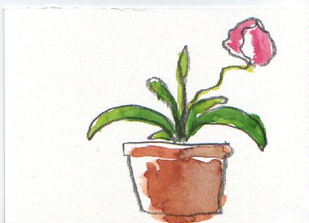 topfblume